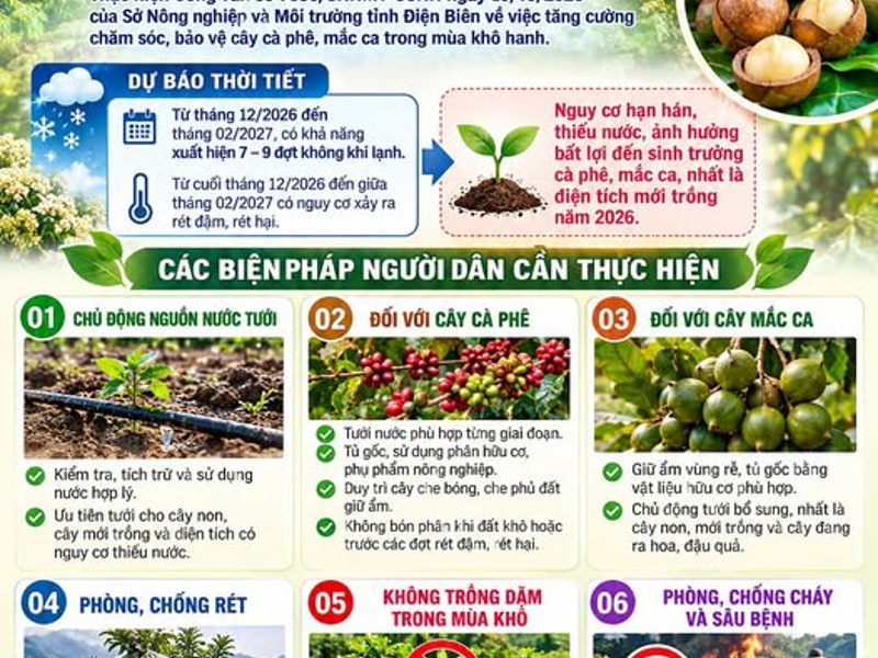 CHỦ ĐỘNG CHĂM SÓC, BẢO VỆ CÂY CÀ PHÊ, MẮC CA TRONG MÙA KHÔ HANH