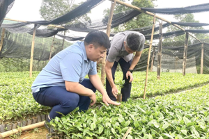 Lãnh đạo xã Chiềng Sinh kiểm tra vườn ươm cây giống cà phê tại bản Hua Sát