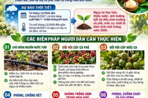 CHỦ ĐỘNG CHĂM SÓC, BẢO VỆ CÂY CÀ PHÊ, MẮC CA TRONG MÙA KHÔ HANH