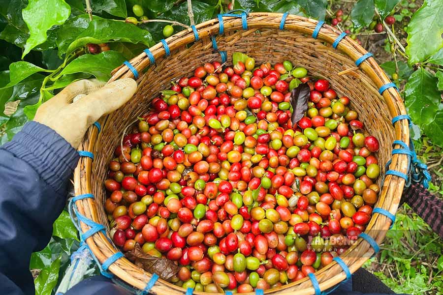 Chất lượng cà phê Điện Biên được các chuyên gia đánh giá cao và có hương vị đặc trưng riêng. Ảnh: Quang Đạt 